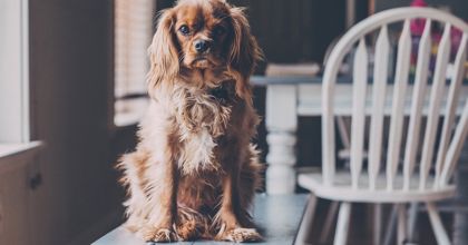 Hlídací pes: „štěkne“, až pro vás najde ideální nemovitost