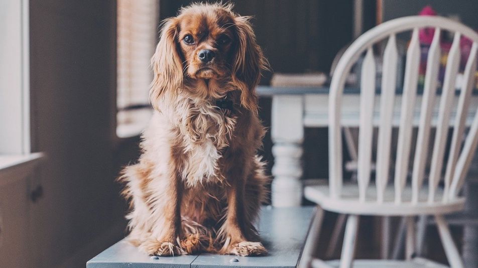 Hlídací pes: „štěkne“, až pro vás najde ideální nemovitost